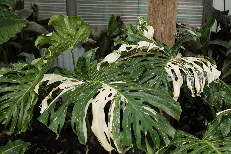 巨大的白色杂色Monstera Deliciosa植物“泰国星座”在明亮的佛罗里达阳光